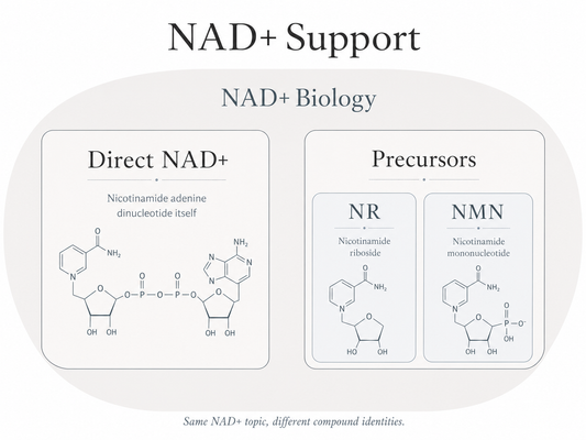 Direct NAD+ vs. Precursors: What the Difference Means