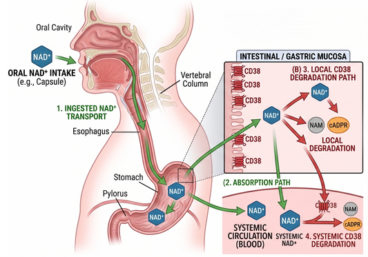 The NMN Trap: Why You Must Block  (The NAD+ Destroyer) CD38 First