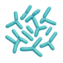Bifidobacterium bifidum