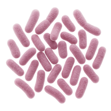 Bifidobacterium breve