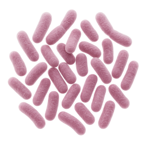 Bifidobacterium breve