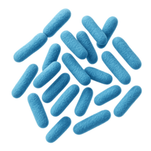 Bifidobacterium infantis