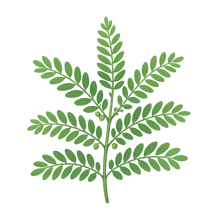 Chanca Piedra (Phyllanthus niruri 10:1 Extract) [Plant]