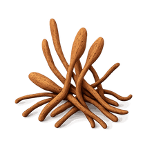 Cordyceps Extract