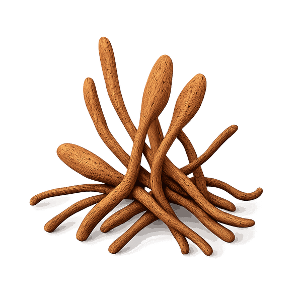 Cordyceps Extract