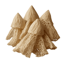 Dictyophora indusiata extract