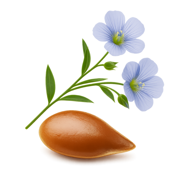 Flaxseed (Linum usitatissimum) (Seed) Extract (20:1)