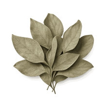 Forsythia Suspensa Leaf