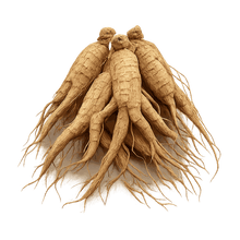 Ginseng Extract