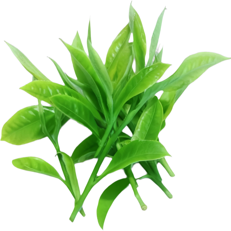 Green Tea 10:1 Extract (Camellia sinensis) (Leaf) 