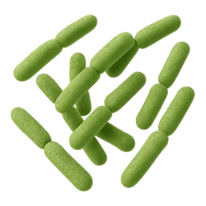 Lactobacillus brevis