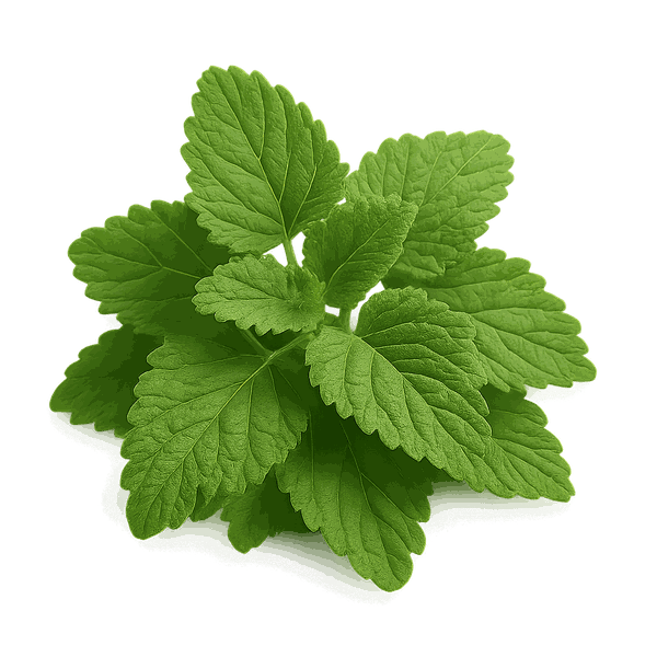 Lemon Balm 