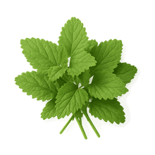 Lemon Balm Extract