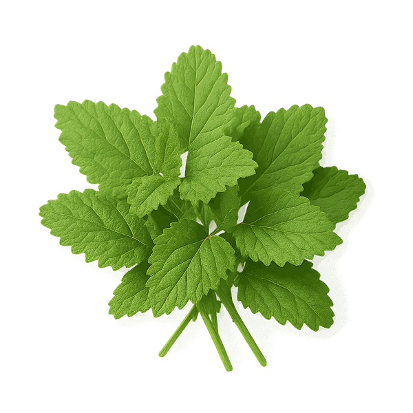 Lemon Balm Extract
