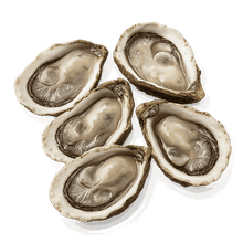 Oyster Extract