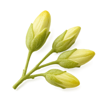 Sophora japonica (Sophora japonica L.) (Flower bud) Extract (20:1) (Quercetin)