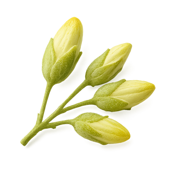 Sophora japonica (Sophora japonica L.) (Flower bud) Extract (20:1) (Quercetin)